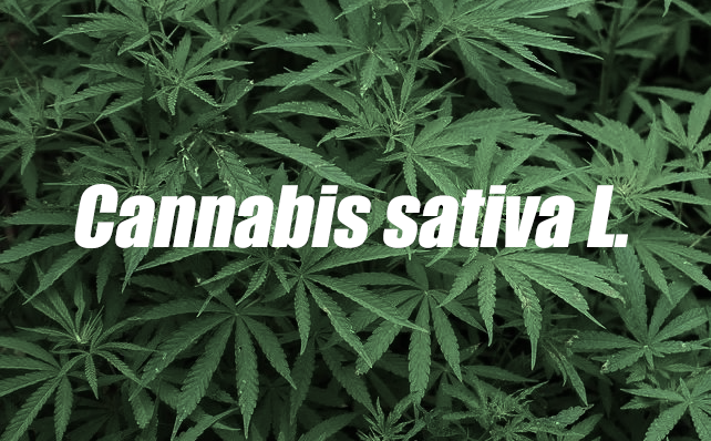 走红国外的大麻护肤品，适合国内市场吗？